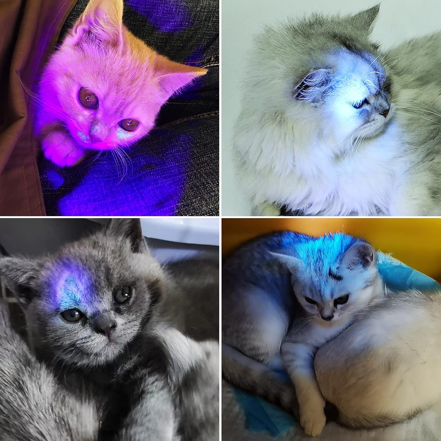 Black Light UV Flashlight, 51 LED Blacklight Flashlights 395 Nm Pet Urine Detector with 3 Pack AA Batteries for Cat Urine, Stains, Bed Bug (51 LED-2 Pack)